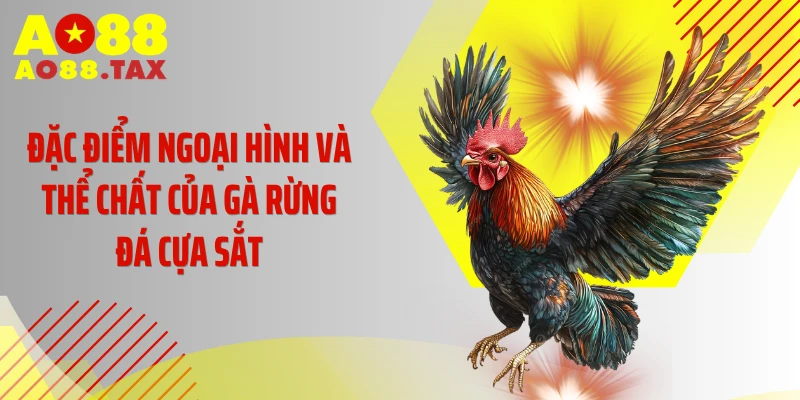 Đặc điểm ngoại hình và thể chất của gà rừng đá cựa sắt