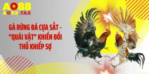 Gà Rừng Đá Cựa Sắt - "Quái Vật" Khiến Đối Thủ Khiếp Sợ
