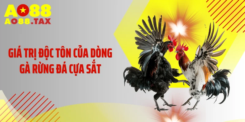 Giá trị độc tôn của dòng gà rừng đá cựa sắt