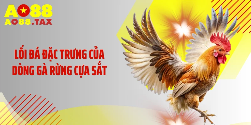 Lối đá đặc trưng của dòng gà rừng cựa sắt
