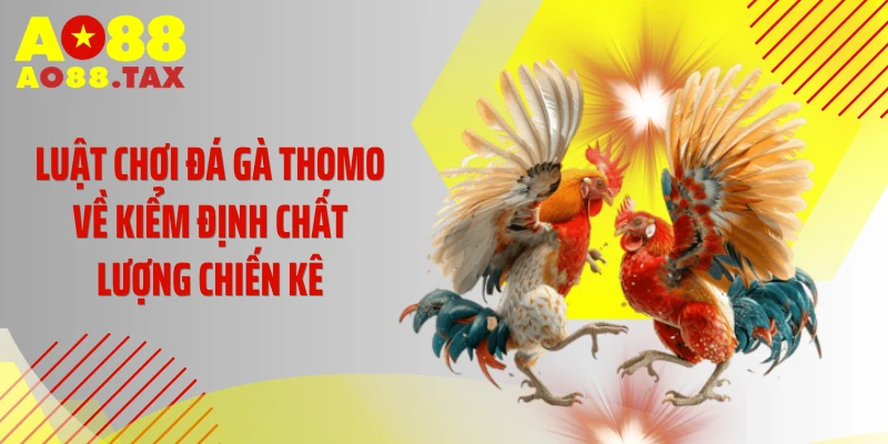 Tuyệt Chiêu Sống Còn - Luật Chơi Đá Gà Thomo Triệu Đô 3 Luật chơi đá gà Thomo về kiểm định chất lượng chiến kê