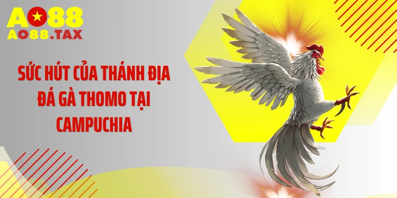 Tuyệt Chiêu Sống Còn - Luật Chơi Đá Gà Thomo Triệu Đô 2 Sức hút của thánh địa đá gà Thomo tại Campuchia
